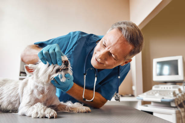 Best Emergency Treatment for Dental Infections or Abscesses in Denmark, WI